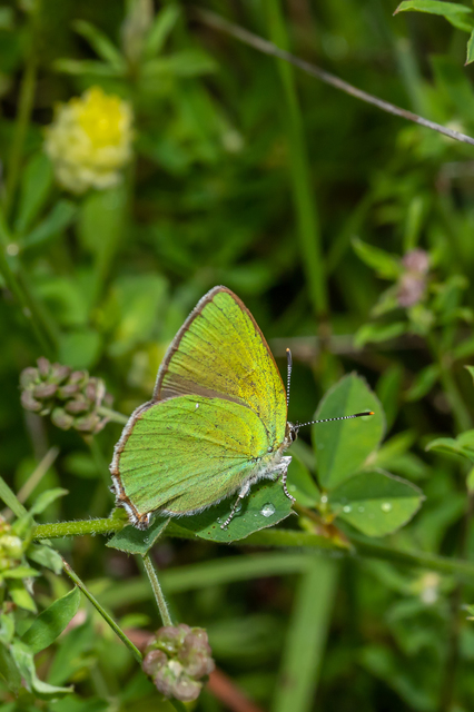 Callophrys rubi - zöldfonákú lepke