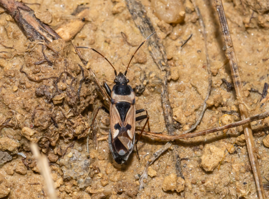 Raglius confusus