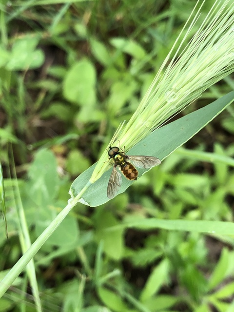Chloromyia speciosa