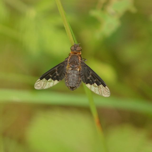 Hemipenthes morio - közönséges gyászlégy