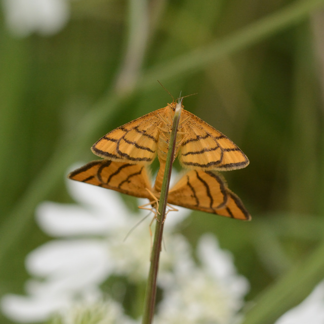Idaea aureolaria - aranyos sávosaraszoló