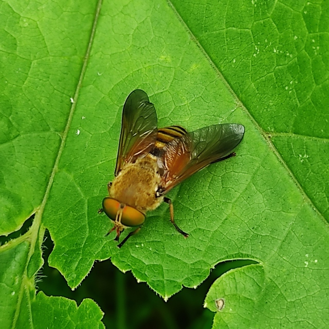 Philipomyia