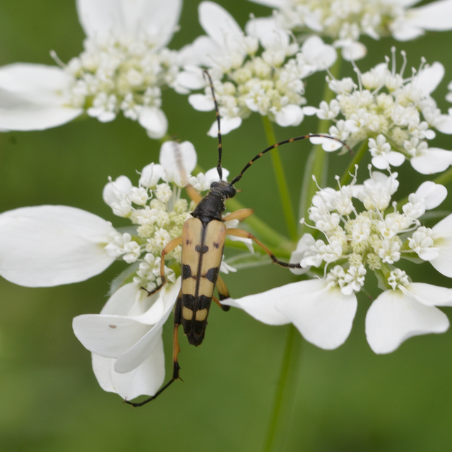 Rutpela maculata - tarkacsápú karcsúcincér