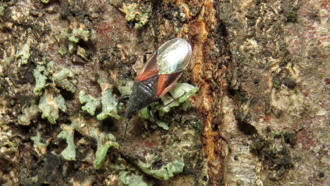 Oxycarenus lavaterae - hársbodobács