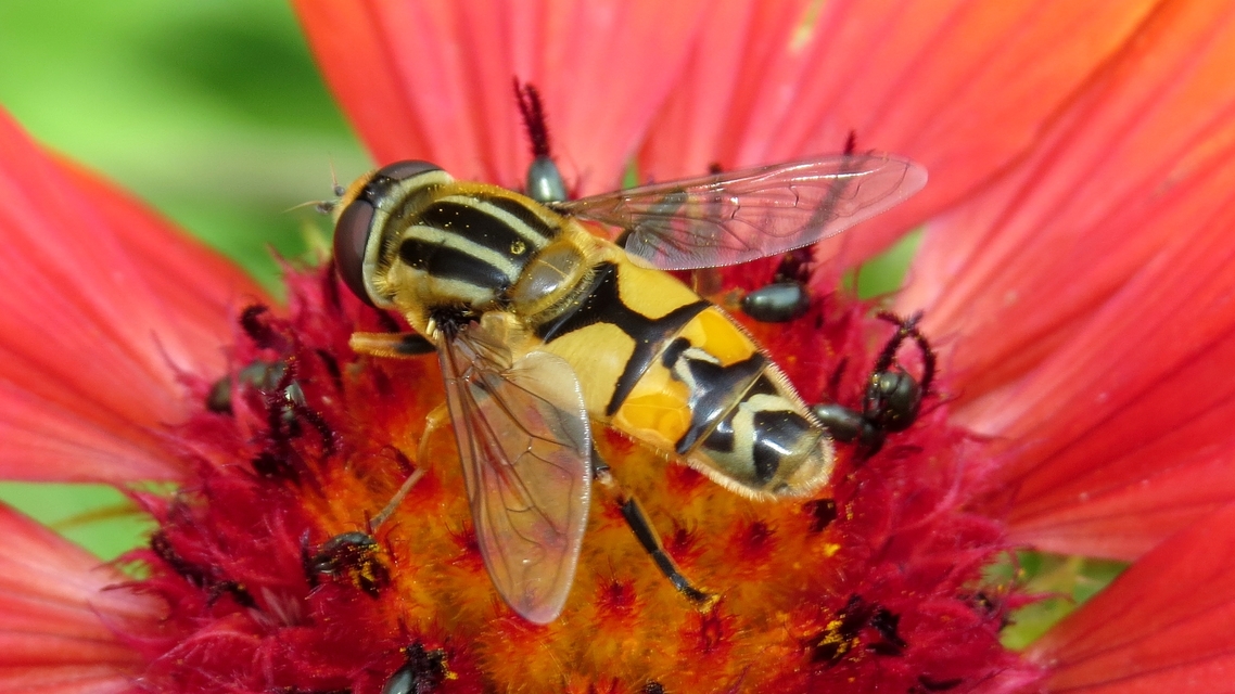 Helophilus trivittatus - nagy mocsárilégy