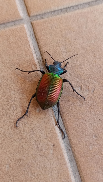 Calosoma sycophanta - aranyos bábrabló