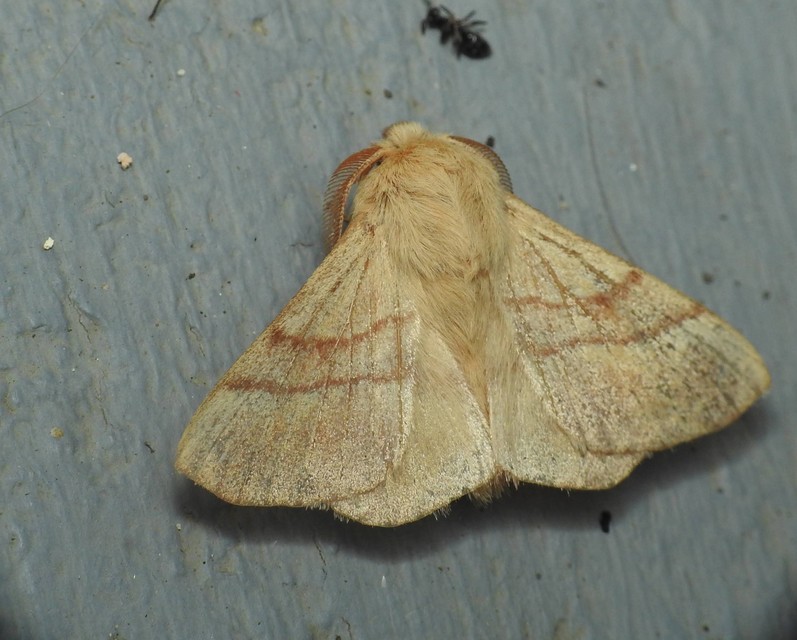 Malacosoma neustria - gyűrűsszövő