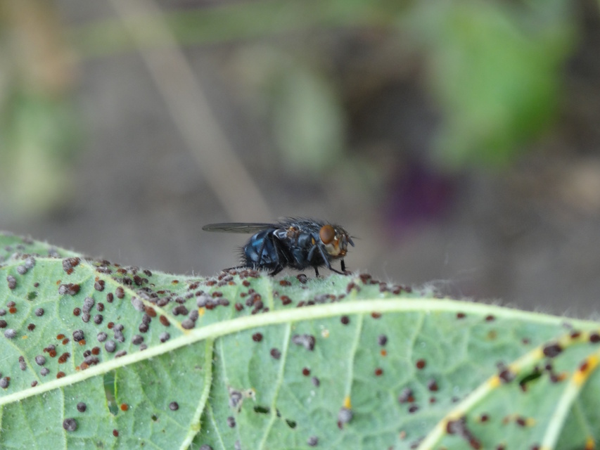 Calliphoridae - dongólegyek