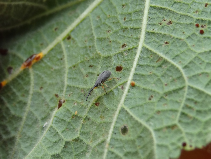 Rhopalapion longirostre - mályvarózsa-cickányormányos