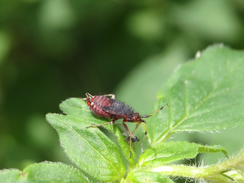 Deraeocoris ruber - vöröses mezeipoloska