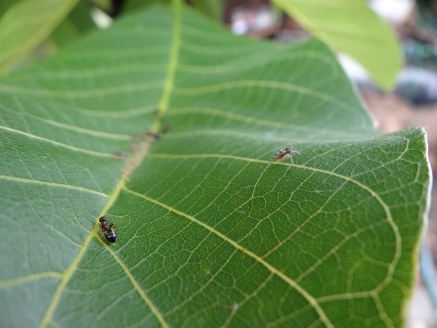 Dolichoderus quadripunctatus - négypettyes erdeihangya