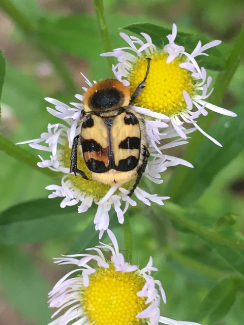 Trichius sexualis - keleti prémesbogár