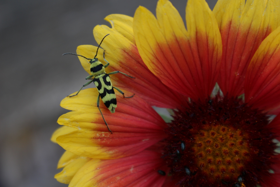 Chlorophorus varius - díszes darázscincér