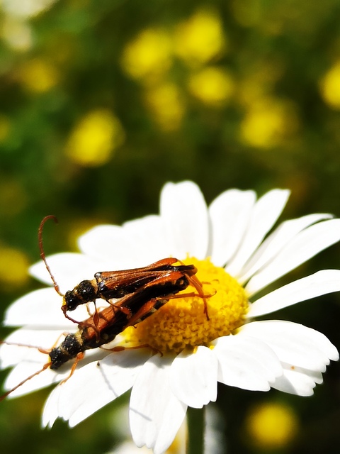 Stenopterus flavicornis - sárgacsápú keskenyfedőscincér
