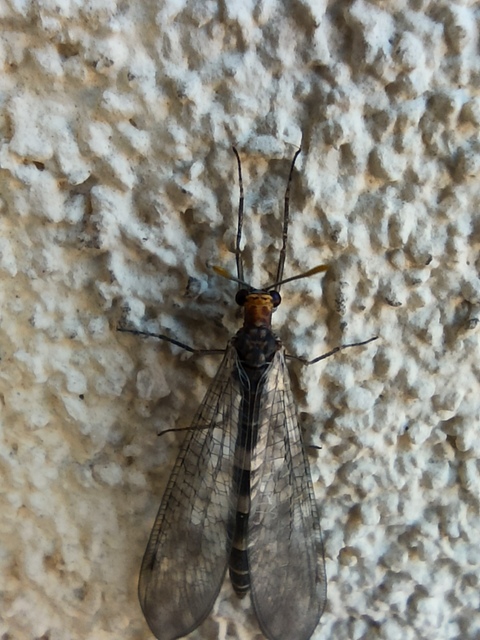 Megistopus flavicornis - kétfoltos hangyaleső Megistopus flavicornis - kétfoltos hangyaleső
