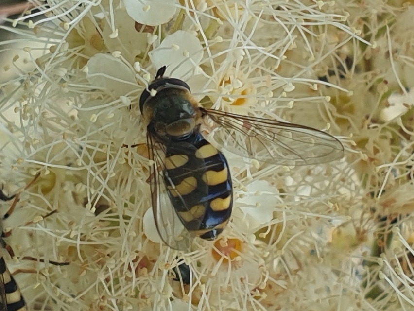 Eupeodes