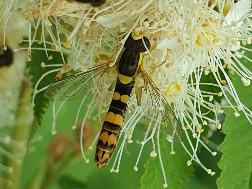Sphaerophoria