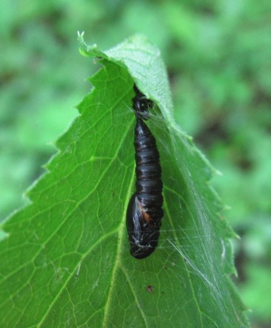 Archips crataegana - cseresznyeilonca