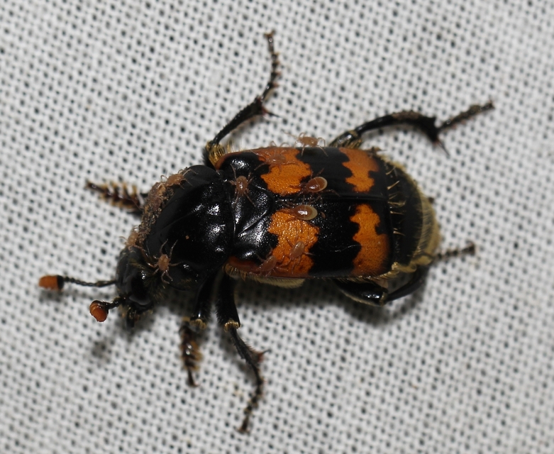 Nicrophorus interruptus - sárgaszőrű temetőbogár