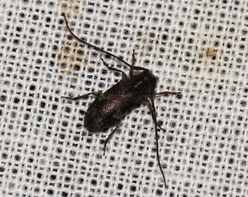 Exocentrus adspersus - tölgyfa-rőzsecincér