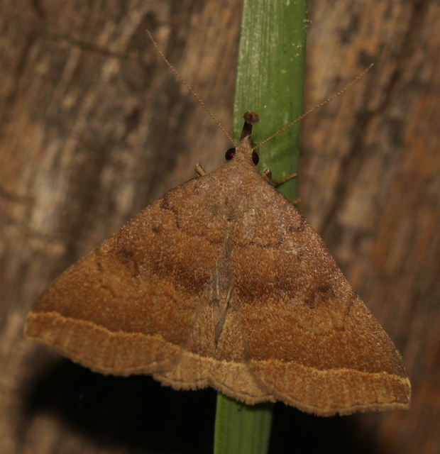 Pechipogo plumigeralis - tollascsápú karcsúbagoly