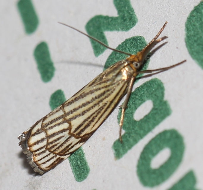 Chrysocramboides craterella - rácsos fűgyökérmoly
