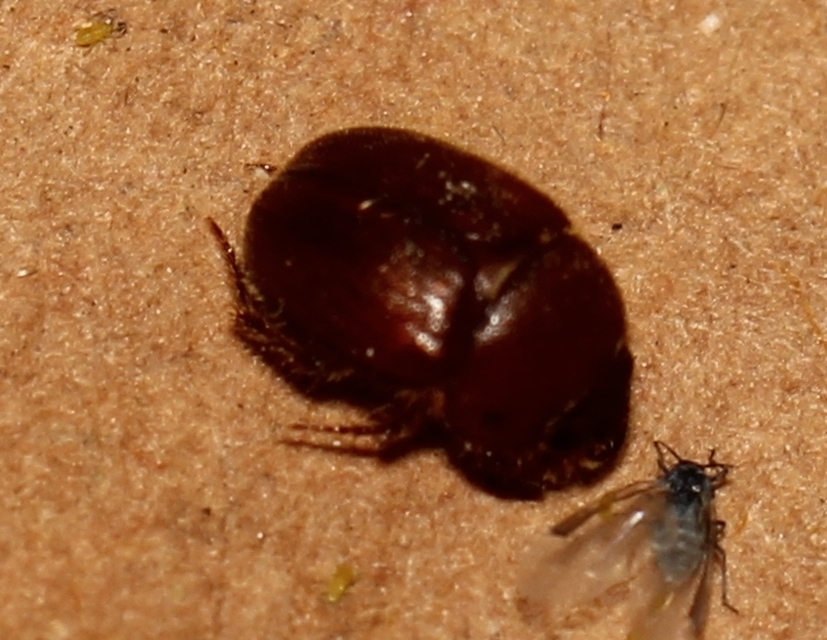Ochodaeus chrysomeloides - alkonyati homoktúróbogár Ochodaeus chrysomeloides - alkonyati homoktúróbogár