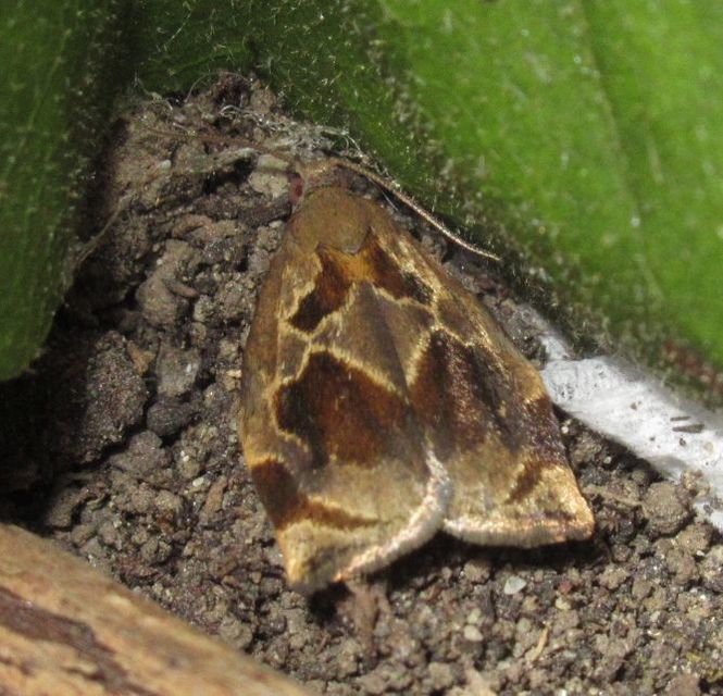 Archips crataegana - cseresznyeilonca