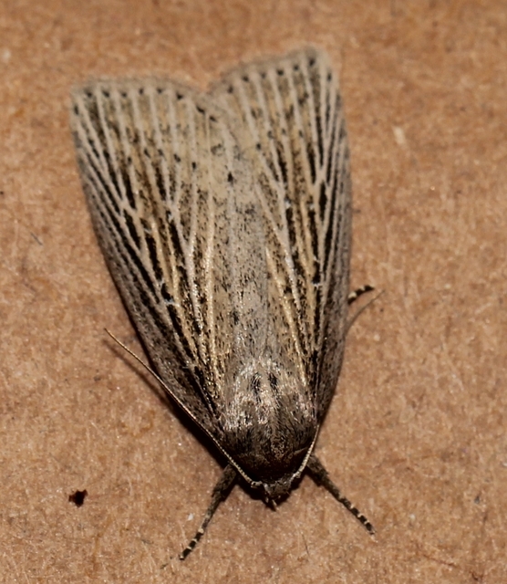 Chilodes maritima - négyfoltos nádibagoly