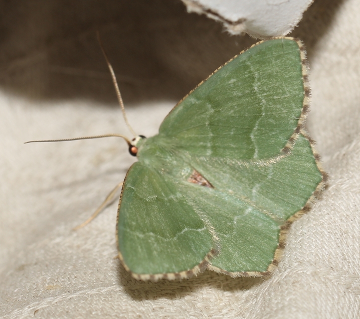 Hemithea aestivaria - nyír-zöldaraszoló