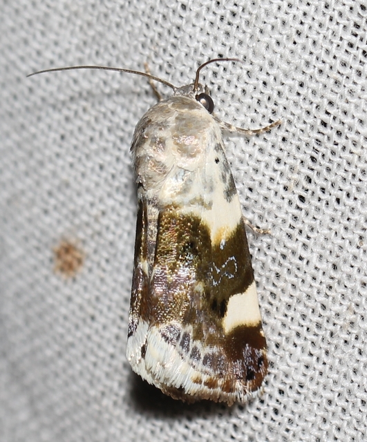 Acontia lucida - fehér nappalibagoly