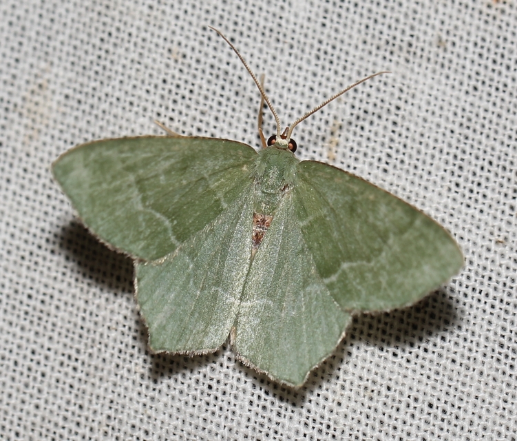 Hemithea aestivaria - nyír-zöldaraszoló