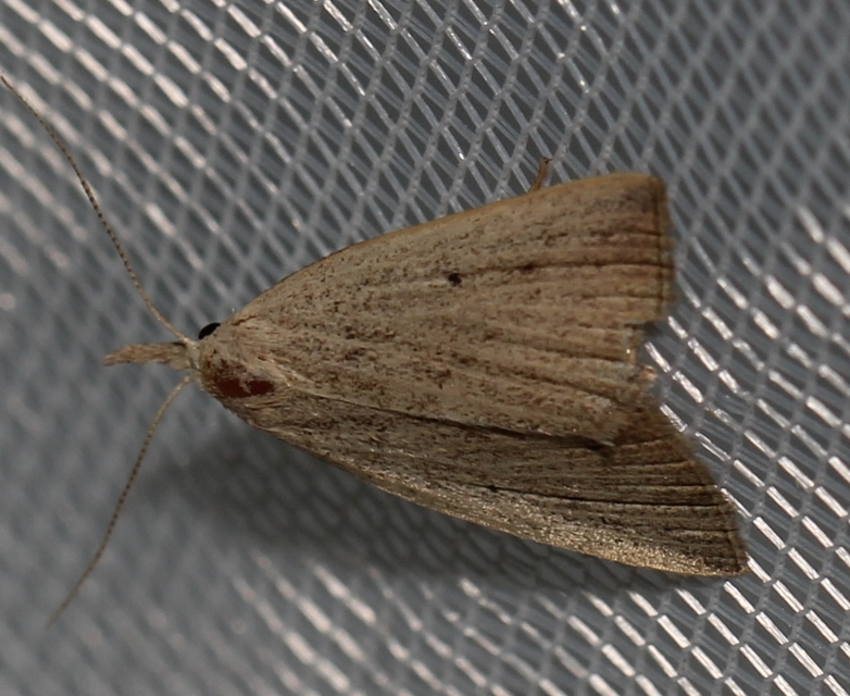 Macrochilo cribrumalis - csontszínű karcsúbagoly