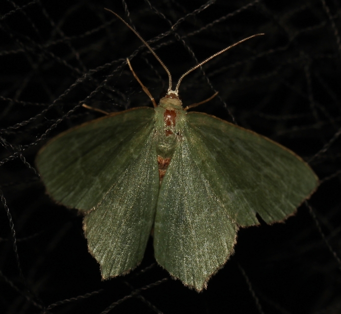 Hemithea aestivaria - nyír-zöldaraszoló