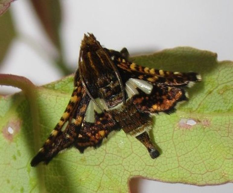 Thyris fenestrella - gyakori ablakosmoly