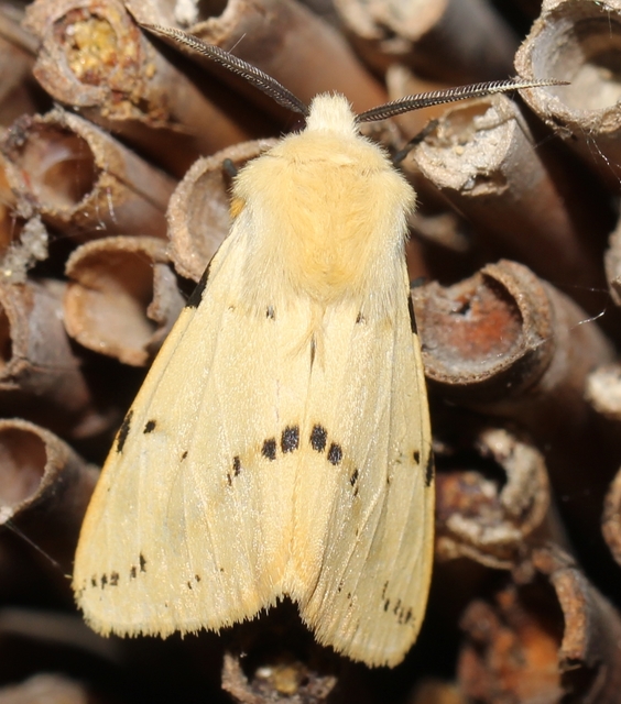 Spilarctia lutea - sárgás medvelepke