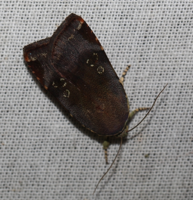 Noctua janthina - tarka sárgafűbagoly