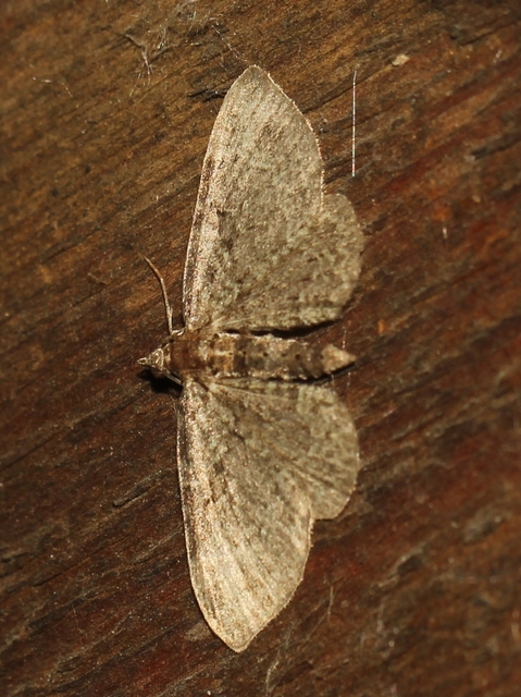 Pasiphila rectangulata - almavirág-araszoló