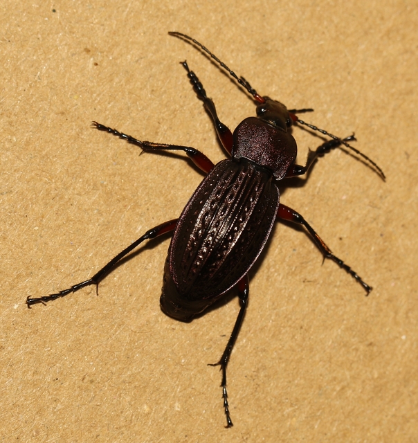 Carabus cancellatus - ragyás futrinka
