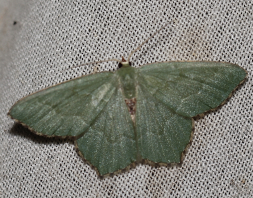Hemithea aestivaria - nyír-zöldaraszoló