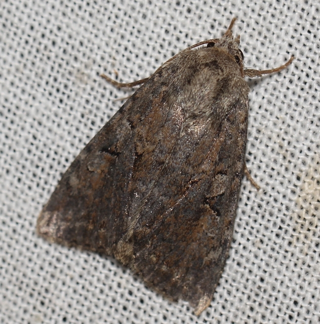 Apterogenum ypsillon - ipszilon-erdeibagoly