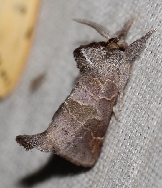 Clostera pigra - apró levélszövő