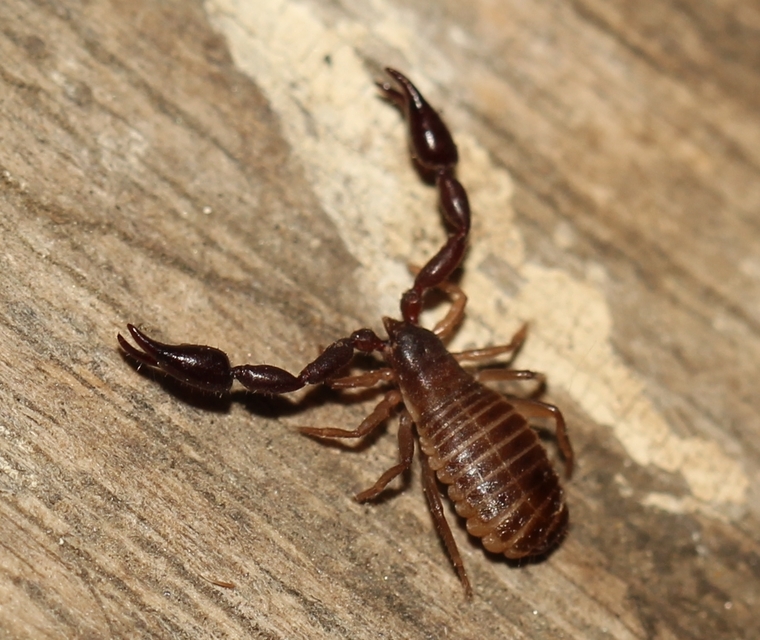 Pseudoscorpionida - Álskorpiók