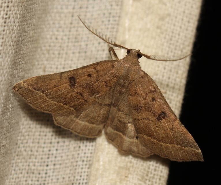 Pechipogo plumigeralis - tollascsápú karcsúbagoly