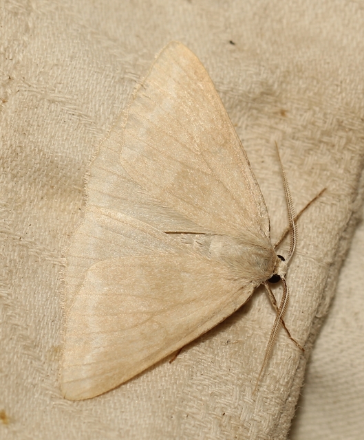 Pseudoterpna pruinata - hamvas zöldaraszoló
