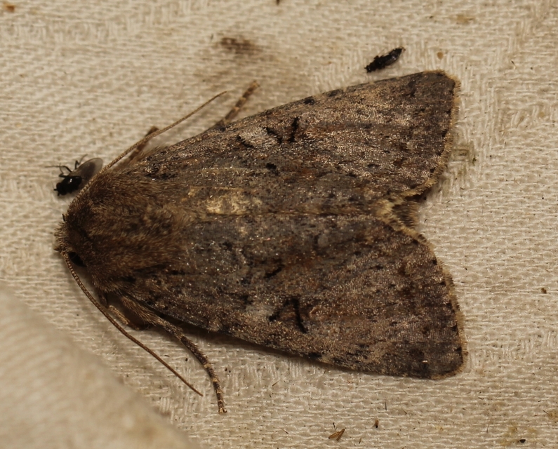 Apterogenum ypsillon - ipszilon-erdeibagoly
