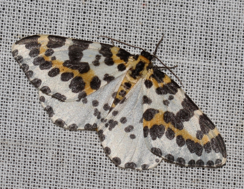 Abraxas grossulariata - köszméte-araszoló
