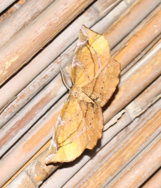 Apeira syringaria - orgona-araszoló
