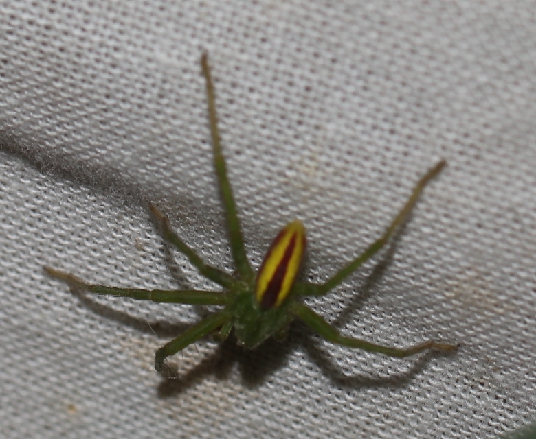 Micrommata virescens - hunyópók