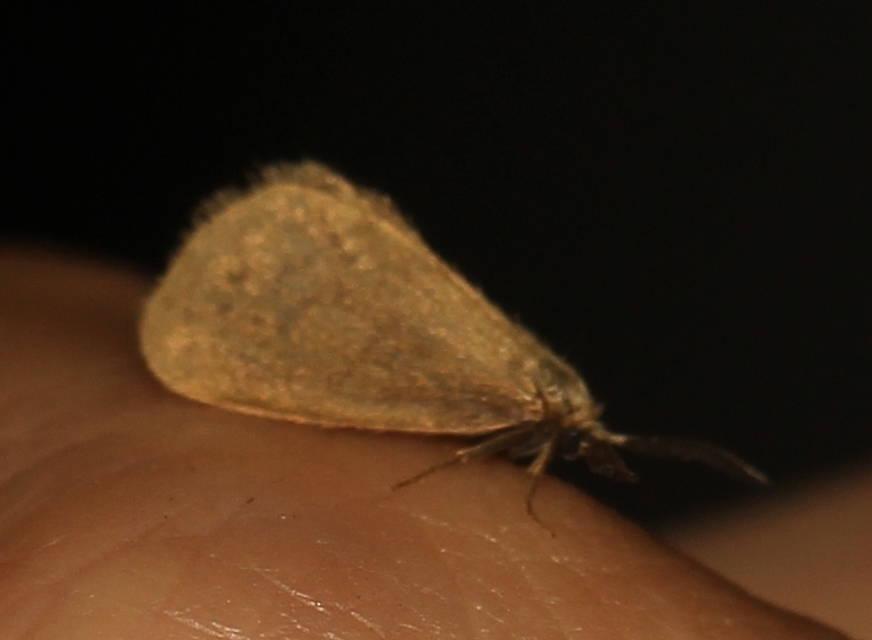 Bijugis bombycella - alkonyati zsákhordólepke